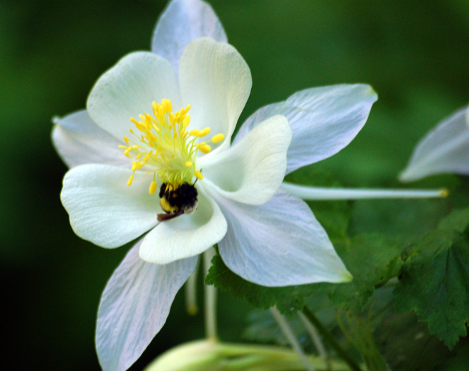 zoom and bee columbine